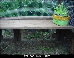 neuer partner f�rs kaninchen-dscf5743.jpg