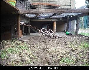 neuer partner f�rs kaninchen-dscf5740.jpg