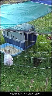 Fundtierund keine Ahnung-imag0509.jpg