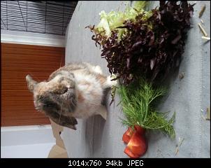 Was habt ihr f�r Kaninchen?-image.jpg
