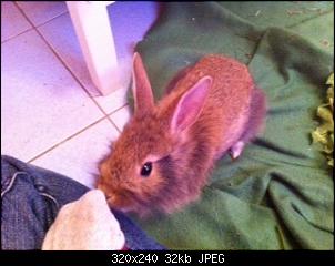 Rasse Fundkaninchen-image.jpg