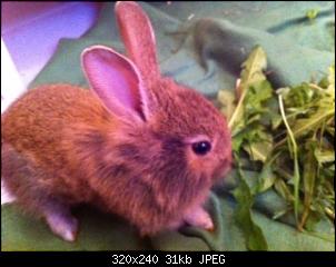 Rasse Fundkaninchen-image.jpg