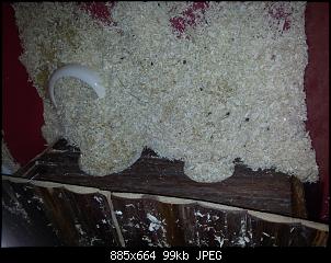 Zwergkaninchen sch�ttet Nest komplett zu-20131018_115618.jpg