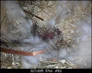 Zwergkaninchen sch�ttet Nest komplett zu-20131018_115652.jpg