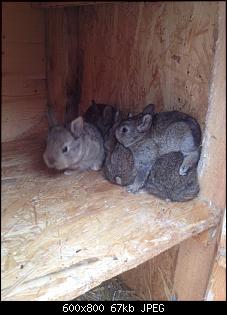 Pl�tzlich Kaninchen Babys! Was tun?-img-20131112-wa0002.jpg