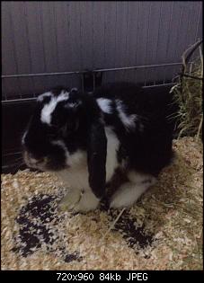 Artemis sucht noch...-1469938_10202052220284853_917686689_n.jpg