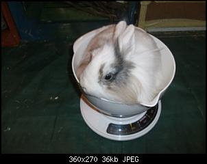 Meine neue Luna und die VG , altes Thema-pict0960.jpg