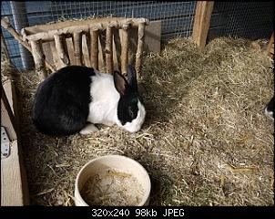 Was habt ihr f�r Kaninchen?-k-p1020692.jpg