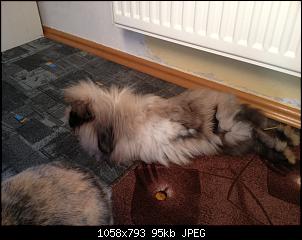 Angora oder Cashmere?-img_9094.jpg