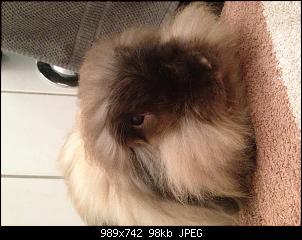 Angora oder Cashmere?-img_9160.jpg