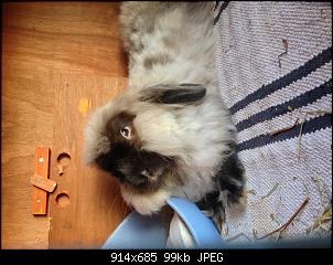 Angora oder Cashmere?-img_9407.jpg