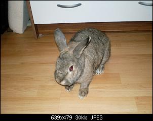 Kaninchen gefunden-sany1526.jpg
