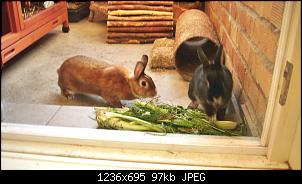 Hat H�sin geworfen?-dsci0148.jpg