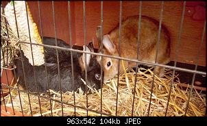 Hat H�sin geworfen?-dsci0171.jpg