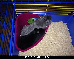 Ab wann sind Kaninchen Babys sauber ?-image.jpg