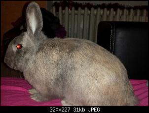 Welche Rasse, wer kann helfen ?-fhlbjai22b_20140119_0209211.jpg