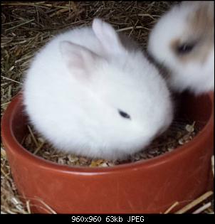 Kinder�berraschung...-1017331_266353436854742_1636184408_n.jpg