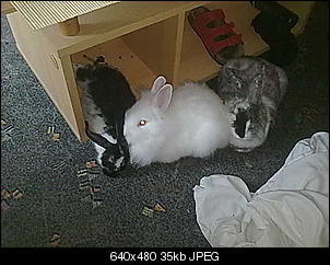bilder-12082010812.jpg