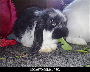 bilder-15082010179.jpg