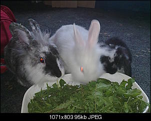 bilder-15082010176.jpg