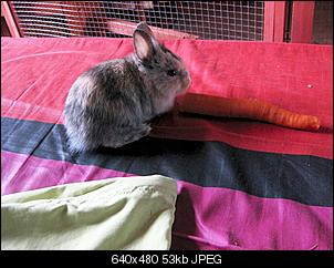 Welche Rasse???-691518bce780e4fb2a4ba37798d97a7c.jpg