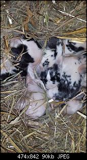 Kinder�berraschung...-rthjs.jpg