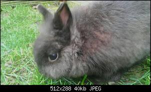 Wer hat das kleinste Kaninchen hier?-1392639454764.jpg