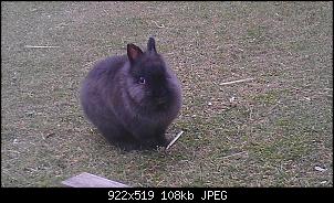 Wer hat das kleinste Kaninchen hier?-imag1992.jpg