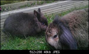 Wer hat das kleinste Kaninchen hier?-1392639412669.jpg