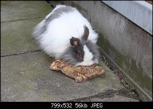 Sind das Angorakaninchen?-image.jpg