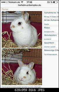 Mein L�wenk�pfchen knurrt mich an-image.jpg