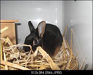Anzahl der Tiere -- Tierheimnin?-cedric.jpg