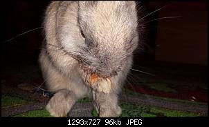 Sabberndes Ninchen ist das normal ?-20140425_213628.jpg