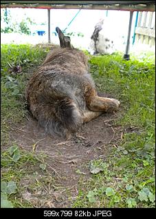 Welche Rasse k�nnte Frieda sein?-dscn3875.jpg