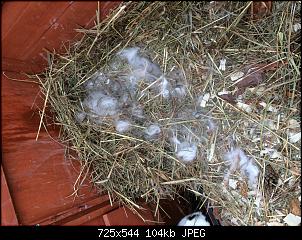 Nestbau im Gehege-foto.jpg