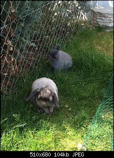 Wohin mit Kaninchen im Urlaub?-image.jpg