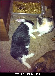 schlafen eure kaninchen oder d�sen sie nur?-img_0830.jpg