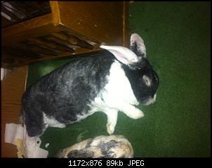 schlafen eure kaninchen oder d�sen sie nur?-img_0955.jpg