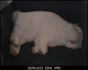 schlafen eure kaninchen oder d�sen sie nur?-20131012_153802.jpg