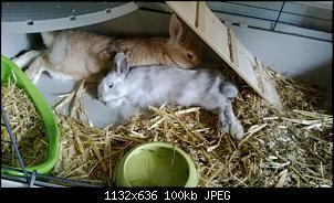 schlafen eure kaninchen oder d�sen sie nur?-wp_20140612_020.jpg