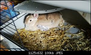 schlafen eure kaninchen oder d�sen sie nur?-wp_20140520_004.jpg