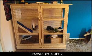 [Suche Rat] Kaninchen-streitigkeiten-k%E4fig.jpg