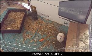 [Suche Rat] Kaninchen-streitigkeiten-beide_klein.jpeg