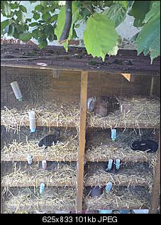 Hasenzusammengew�hnung-hasenstall4.jpg