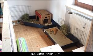 Hilfe!! Will meine Kaninchen nicht her geben...aber sie wollen nicht miteinander-kaninchen-4.jpg