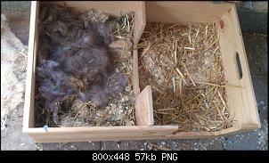 Es ist passiert - Kaninchen wahrscheinlich schwanger :/ HILFE!-bildschirmfoto-2014-07-03-um-16.32.51.jpg