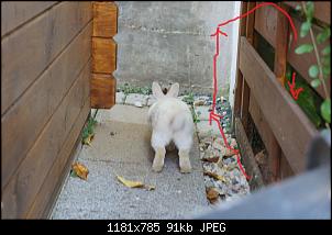 kletterndes Kaninchen-vfgh.jpg