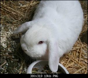 Kaninchen Einzelhaltung-hoppel.jpg
