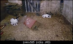 Kaninchen abgeben oder versuchen mit Riesen zu vergesellschaften?-dsc_0759.jpg