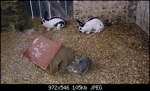 Kaninchen abgeben oder versuchen mit Riesen zu vergesellschaften?-dsc_0761.jpg
